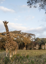 Giraffe Manor