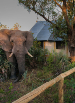 Chitabe Lediba Camp