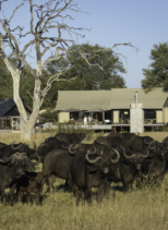 Linkwasha Camp