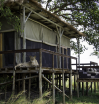 Shumba Camp
