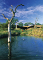 Sabi Sabi Earth Lodge